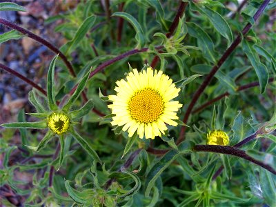 Pallenis spinosa close up, Sierra Madrona, Spain