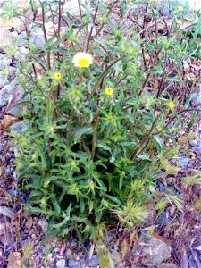 Pallenis spinosa habit, Sierra Madrona, Spain