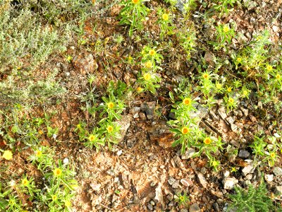 Pallenis spinosa var. subacaulis  habitat Campo de Calatrava, Spain
