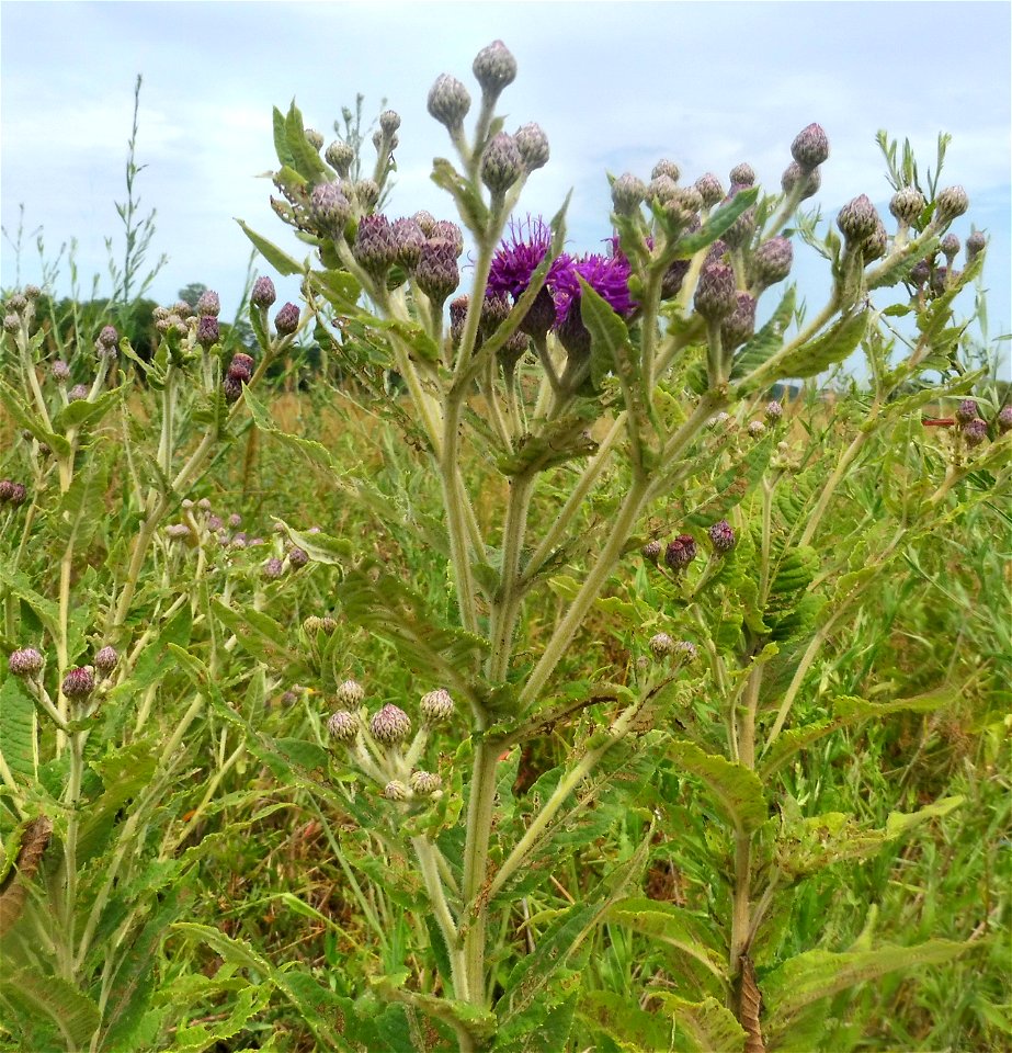 Vernonia missurica, high quality prairie remnant. Downs Prairie west of De Valls Bluff, Prairie  County, Arkansas.