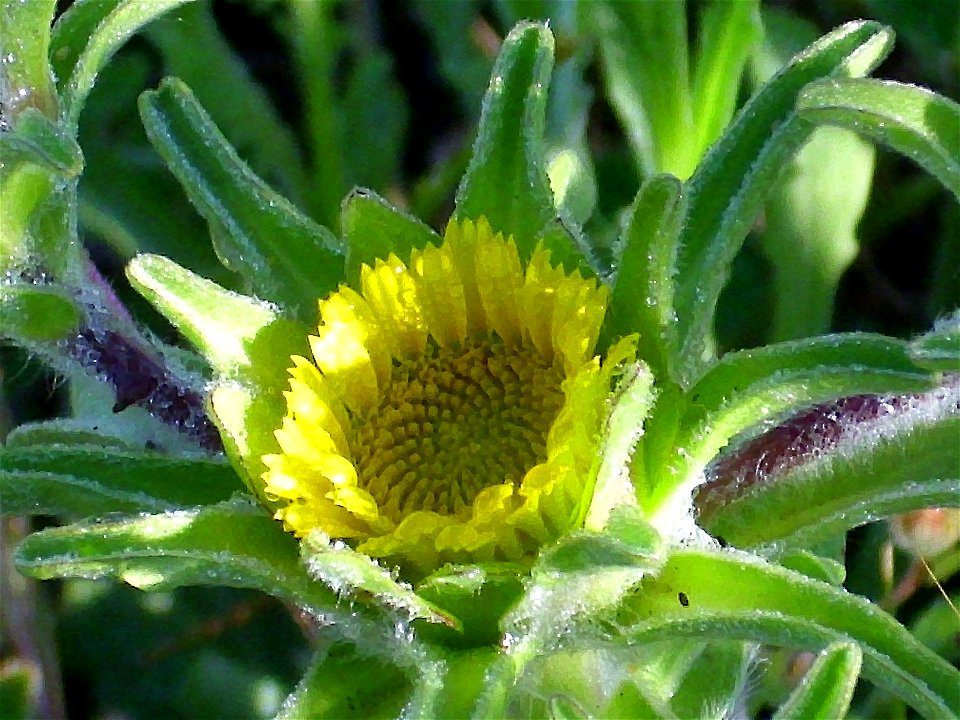 Pallenis spinosa var. subacaulis inflorescence Campo de Calatrava, Spain