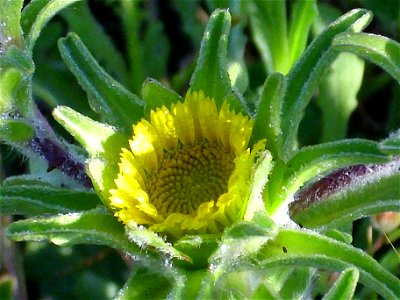 Pallenis spinosa var. subacaulis inflorescence Campo de Calatrava, Spain