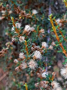 Coastal tree daisy (Olearia solandri)