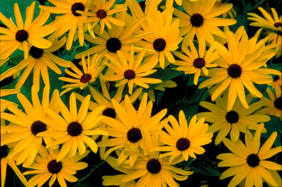 Image title: Sweet black eyed Susan bright yellow blossoms with dark brown ceters flowers rudbeckia subtomentosa
Image from Public domain images website, http://www.public-domain-image.com/full-image/