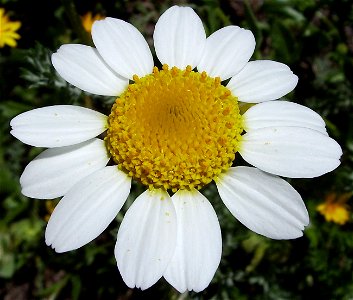 A daisy, Anacyclus clavatus in the wild, Castelltallat, Catalonia