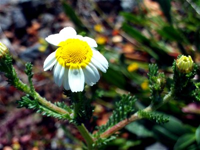 Anacyclus clavatus flower close up Campo de Calatrava Spain