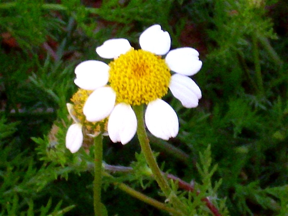 Anacyclus clavatus inflorescence, Dehesa Boyal de Puertollano, Spain