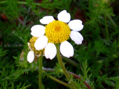 Anacyclus clavatus inflorescence, Dehesa Boyal de Puertollano, Spain photo