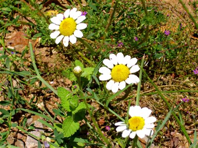 Anacyclus clavatus habit, Sierra Madrona, Spain