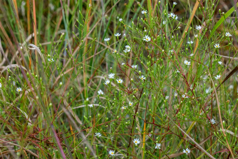 serpentine aster (Symphyotrichum depauperatum)