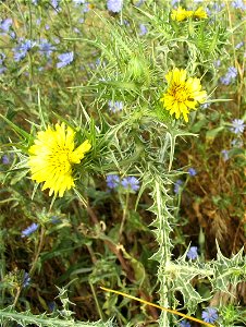 Spotted Golden Thistle (Scolymus maculatus) near the Yagur junction (near Kibbutz Yagur, on the boundary between Mount Carmel and Zebulun valley), Israel.