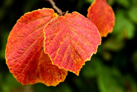 Leaves fall foliage red photo