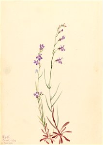 Brook Lobelia (Lobelia kalmii)
