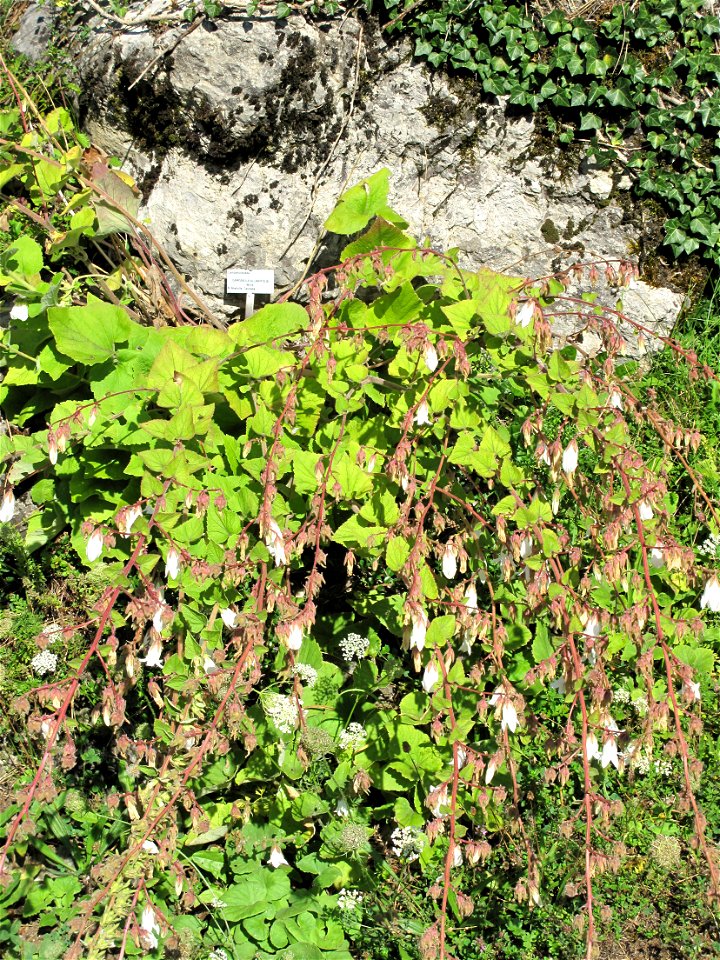 Campanula allariifolia in the botanical garden of la Jaÿsinia in Samoëns (Haute-Savoie, France). Identified by its botanic label.
