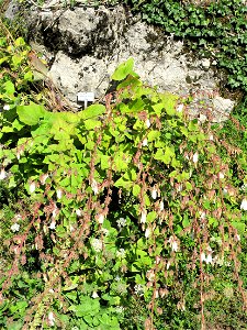 Campanula allariifolia in the botanical garden of la Jaÿsinia in Samoëns (Haute-Savoie, France). Identified by its botanic label.