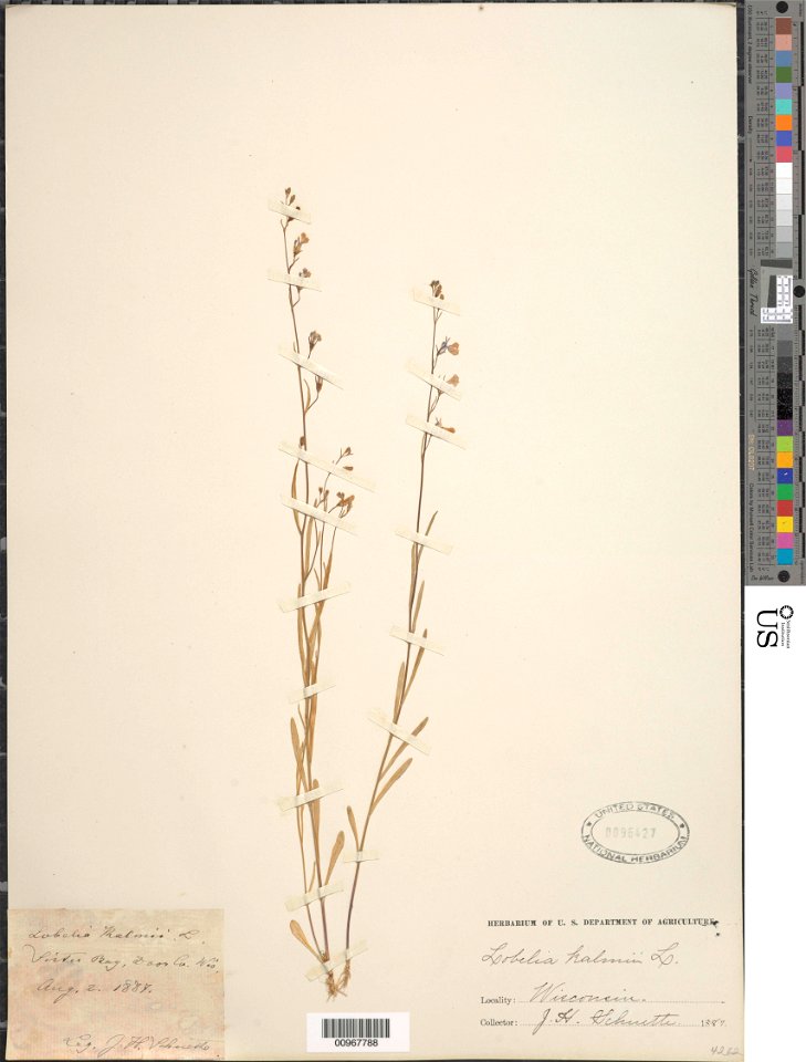Lobelia kalmii, Ontario lobelia, collected by Schuette, J. H., 2 August 1887 in Sister Bay, Door County, Wisconsin