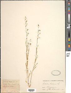 Lobelia kalmii, Ontario lobelia, collected by Schuette, J. H., 2 August 1887 in Sister Bay, Door County, Wisconsin