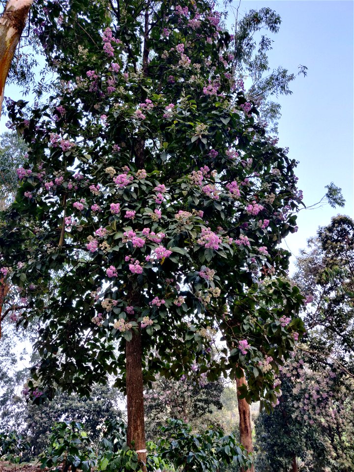 Flowering Vernonia arborea tree in the Anamalai Hills, India