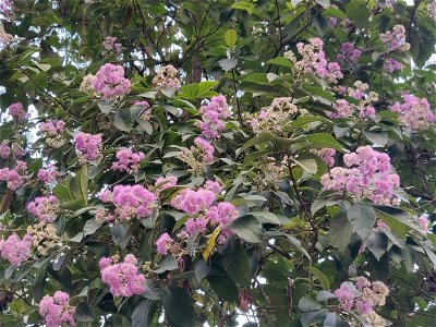 Flowering Vernonia arborea tree in the Anamalai Hills, India