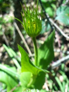 Doronicum plantagineum blossom, Sierra Madrona, Spain