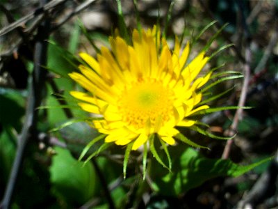 Doronicum plantagineum close up, Sierra Madrona, Spain