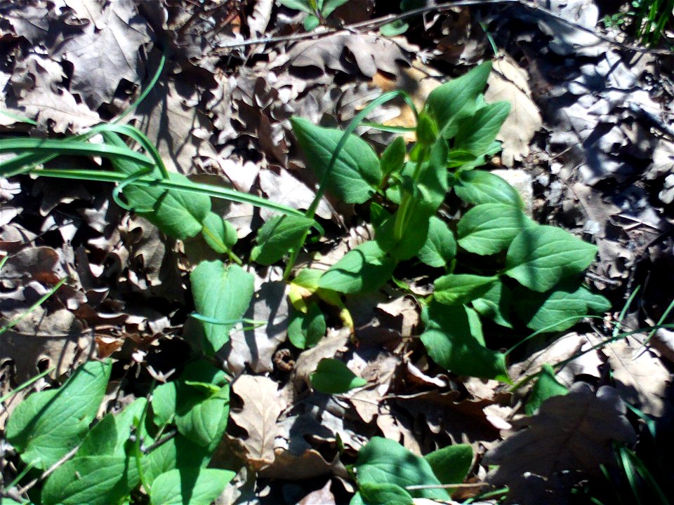 Doronicum plantagineum, habitat, Sierra Madrona, Spain