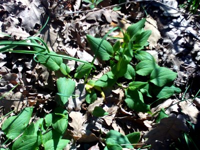 Doronicum plantagineum, habitat, Sierra Madrona, Spain