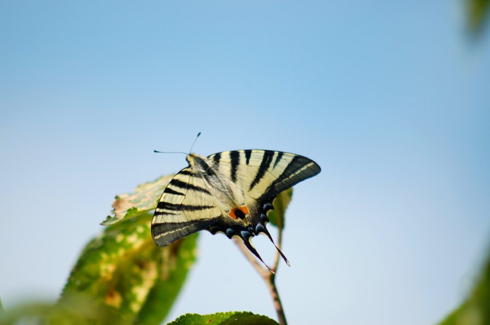 Blue butterfly blue leaf blue leaves