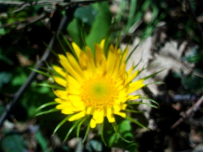 Doronicum plantagineum, inflorescence, Sierra Madrona, Spain
