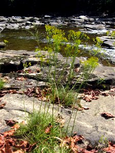 Bigelowia nuttallii, sandstone outcrop riverscour of the  Locust Fork of the Black Warrior River, Blount County, Alabama.