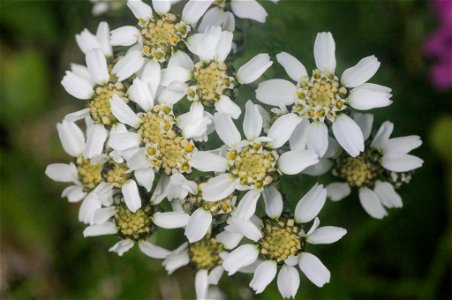 Achillea atrata