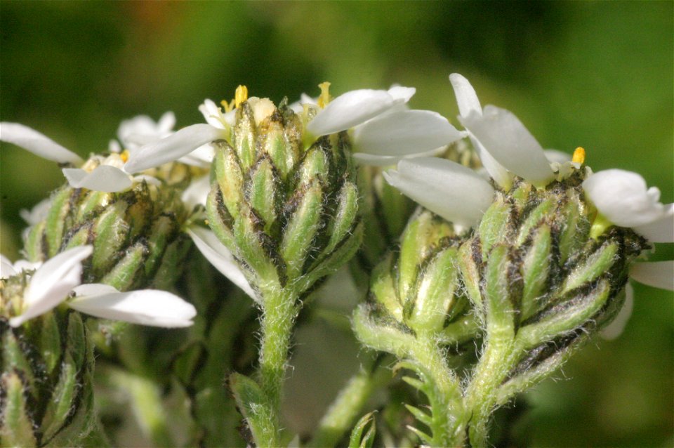 Achillea atrata