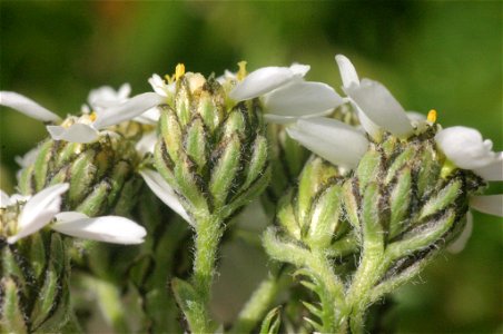 Achillea atrata