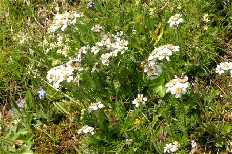 Achillea atrata