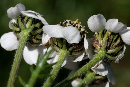 Achillea atrata