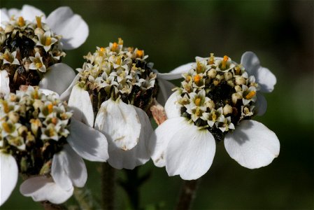 Achillea atrata