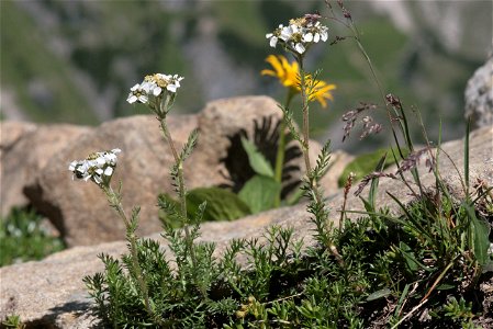 Achillea atrata