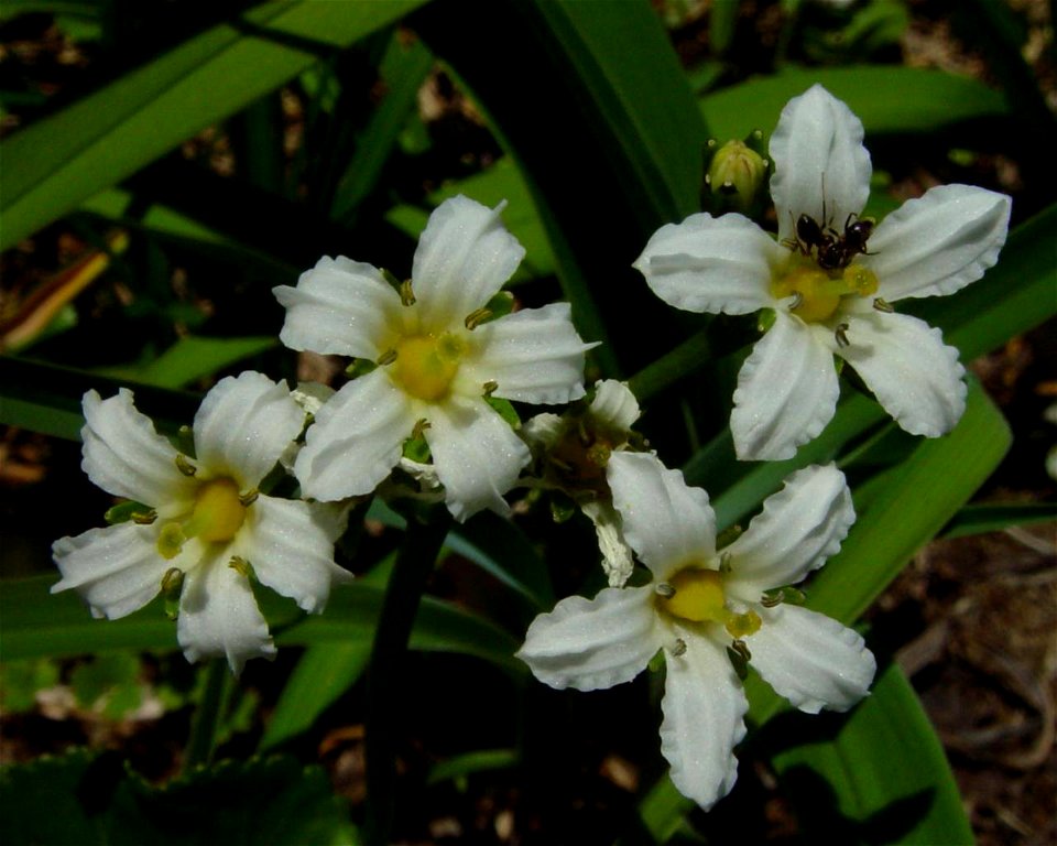 Nephrophyllidium_crista-galli subsp. japonicum in Mount Akausagi, Ryohaku Mountains, Japan.
日本語: イワイチョウ、赤兎山にて