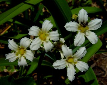 Nephrophyllidium_crista-galli subsp. japonicum in Mount Akausagi, Ryohaku Mountains, Japan.
日本語: イワイチョウ、赤兎山にて