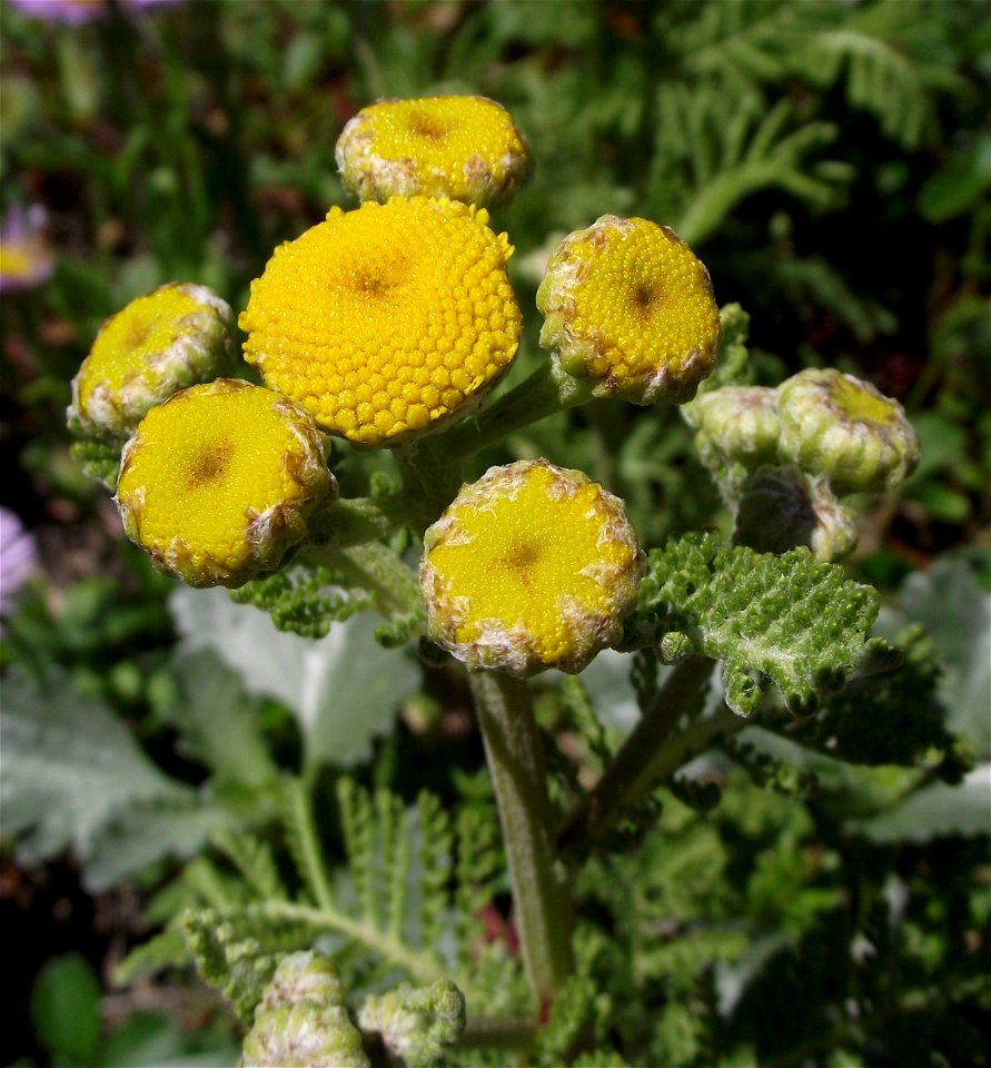 Tanacetum camphoratum at the UC Botanical Garden, Berkeley, California, USA. Identified by sign.