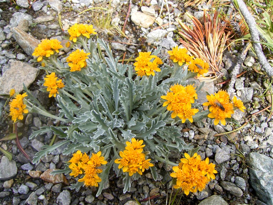 This photo shows Senecio invanus