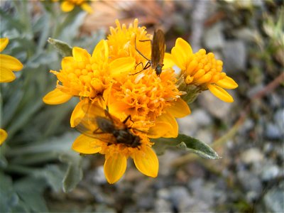 This photo shows Senecio invanus