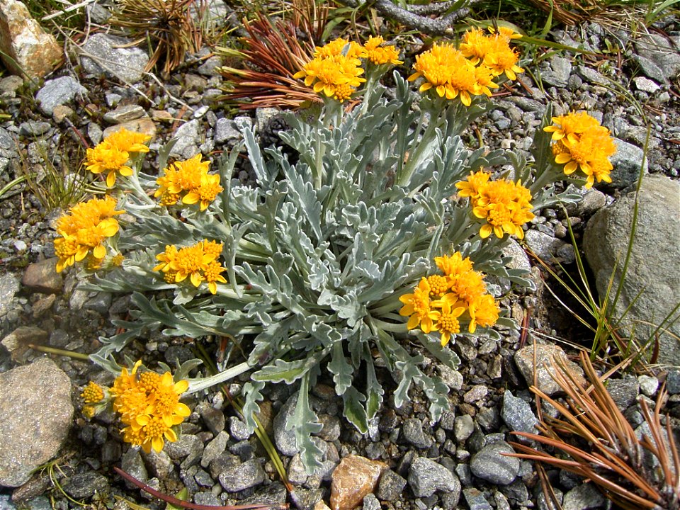 This photo shows Senecio invanus