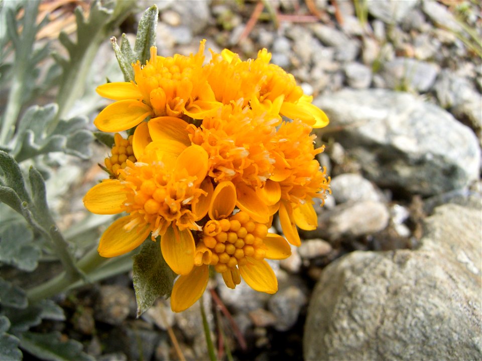 This photo shows Senecio invanus