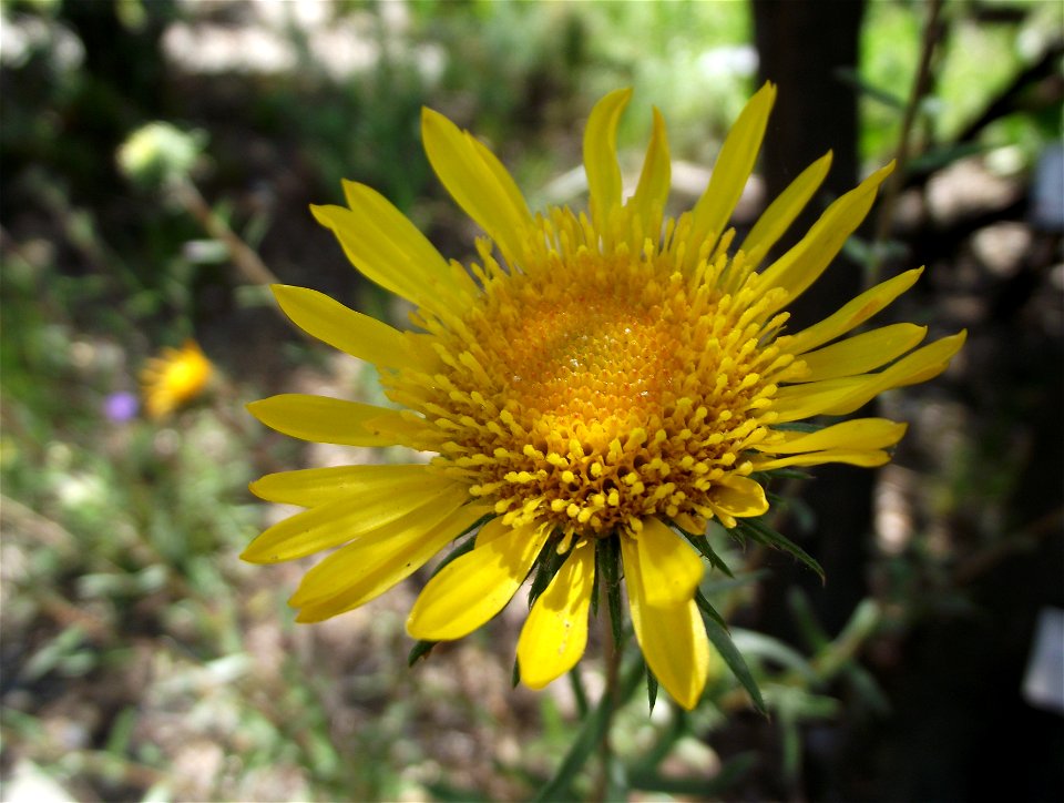 Grindelia hirsutula var. hirsutula at the UC Botanical Garden, Berkeley, California, USA. Identified by sign.