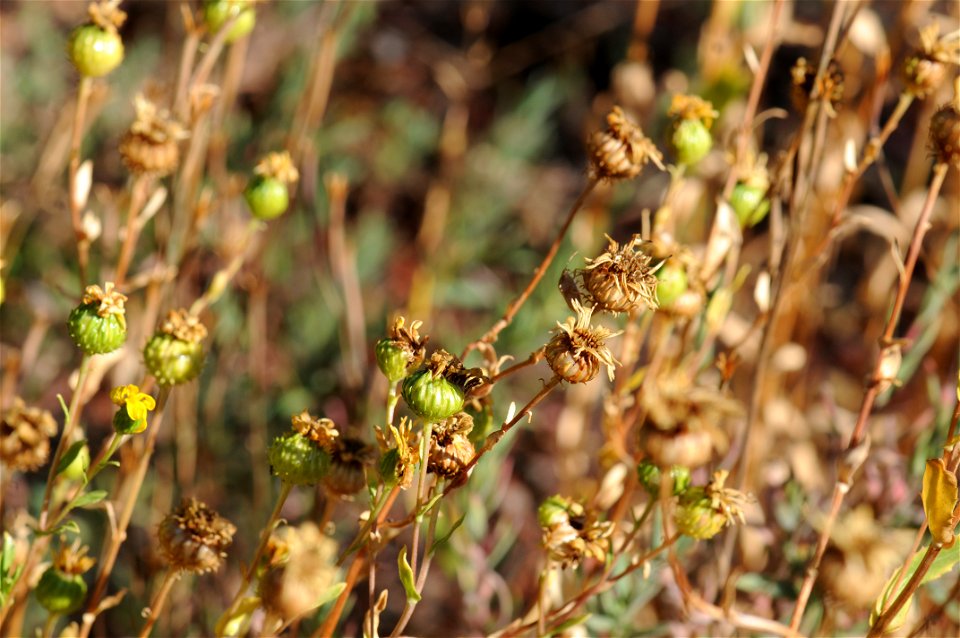 Closeup on closed flower buds of a Grindelia hirsutula var. hallii in August in Regional Parks Botanic Garden. Plaque reads: "San Diego Grindelia, (Rare & Endangered), Grindelia hirsutula var. hal