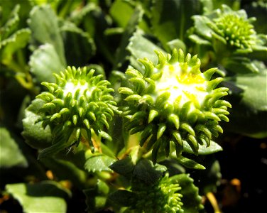Grindelia stricta var. platyphylla at the San Diego Wild Animal Park, Escondido, California, USA.