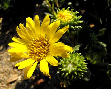 Grindelia stricta var. platyphylla at the San Diego Wild Animal Park, Escondido, California, USA.