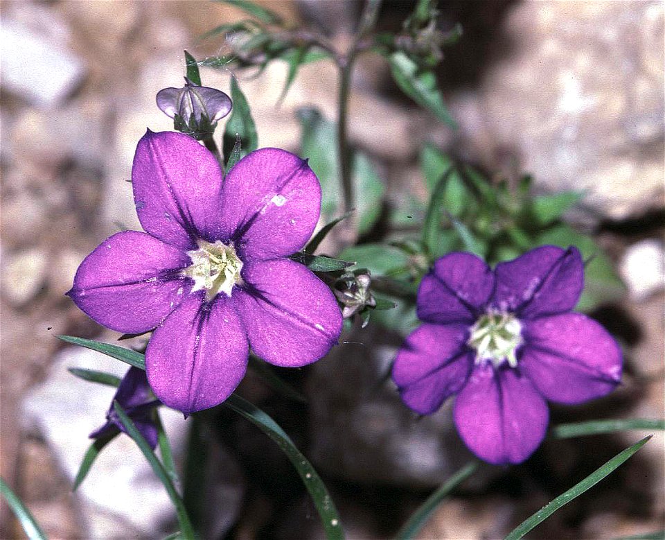 Legousia speculum-veneris, eigenes Foto von 1988, Unterfranken