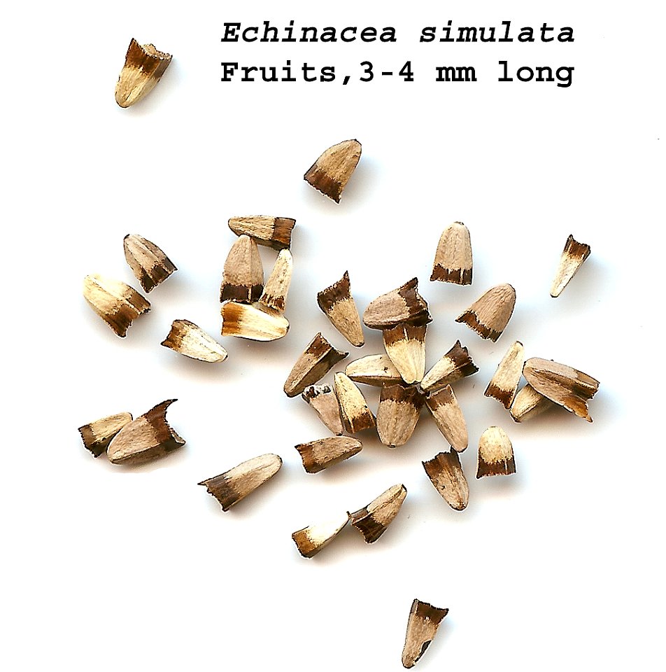 Fruits (seeds) of Echinacea simulata taken By Paul Henjum.